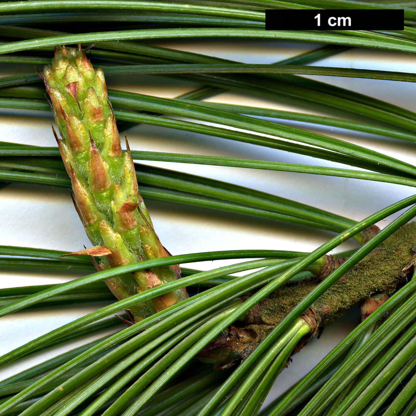 High resolution image: Family: Pinaceae - Genus: Pinus - Taxon: veitchii 